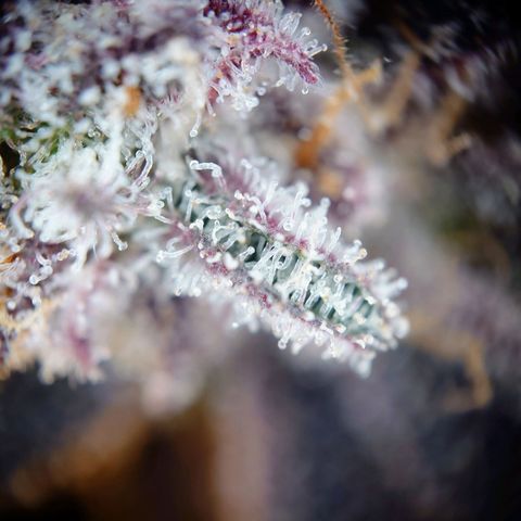 Northern Lights growlog timeline photo