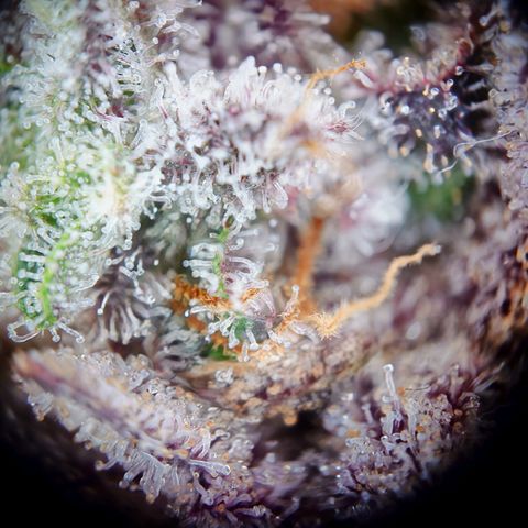 Northern Lights growlog timeline photo