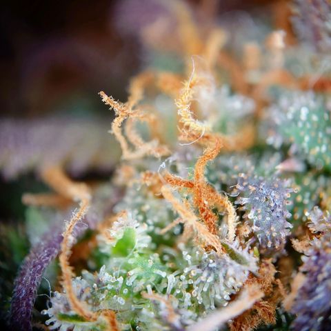 Tatanka Brothers growlog timeline photo