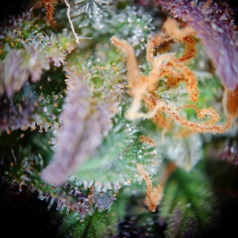 Tatanka Brothers growlog timeline photo