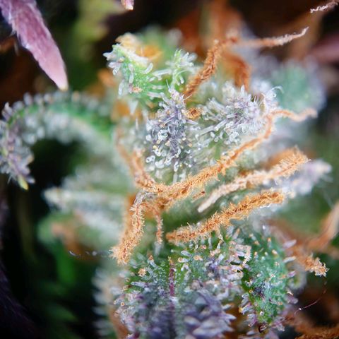 Tatanka Brothers growlog timeline photo