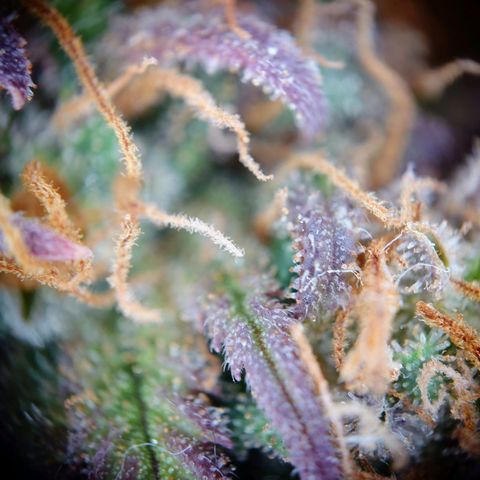Tatanka Brothers growlog timeline photo