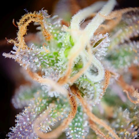 Tatanka Brothers growlog timeline photo