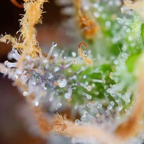 Tatanka Brothers growlog timeline photo
