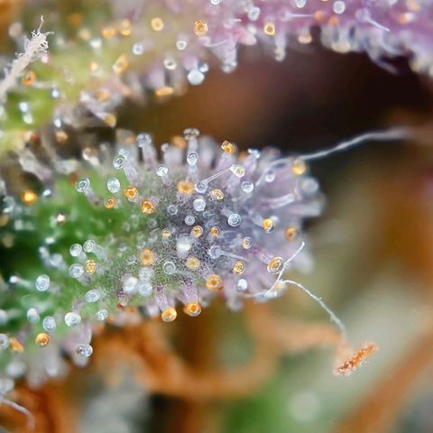 Tatanka Brothers growlog timeline photo
