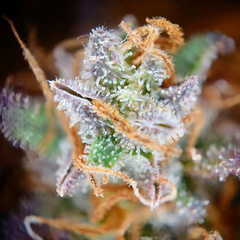 Tatanka Brothers growlog timeline photo