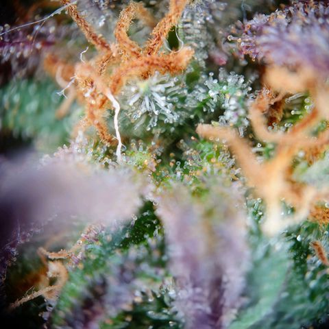 Tatanka Brothers growlog timeline photo
