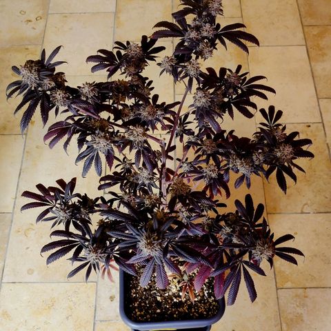Northern Lights growlog timeline photo