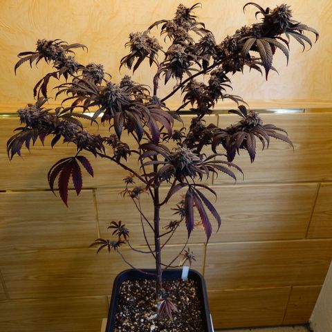 Northern Lights growlog timeline photo