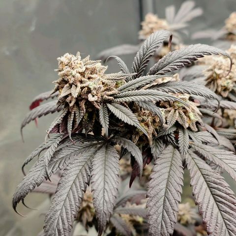 Northern Lights growlog timeline photo