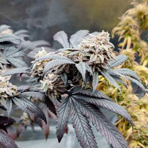 Northern Lights growlog timeline photo