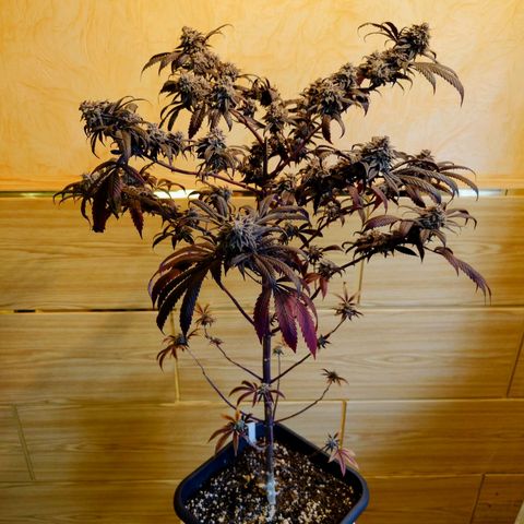 Northern Lights growlog timeline photo