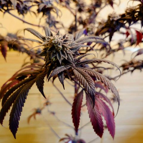 Northern Lights growlog timeline photo