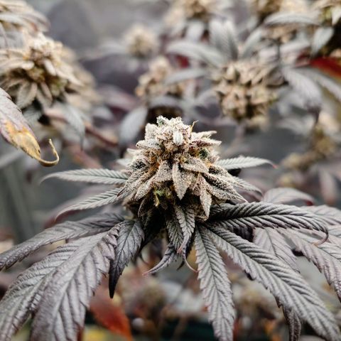 Northern Lights growlog timeline photo