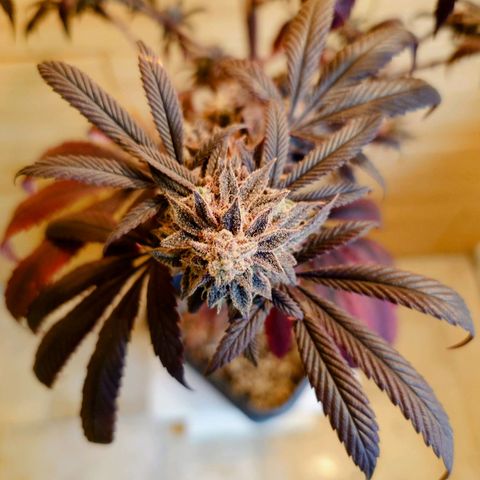 Northern Lights growlog timeline photo