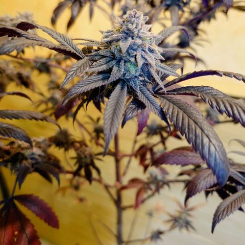 Northern Lights growlog timeline photo