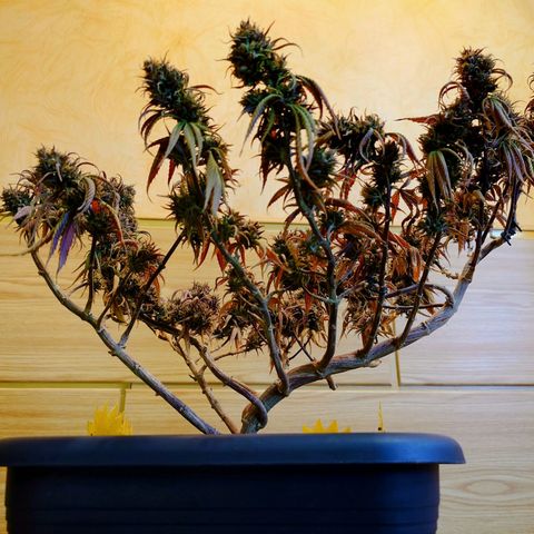 Tatanka Brothers growlog timeline photo