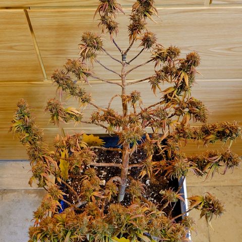 Tatanka Brothers growlog timeline photo
