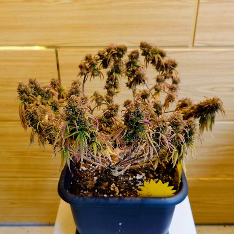 Tatanka Brothers growlog timeline photo