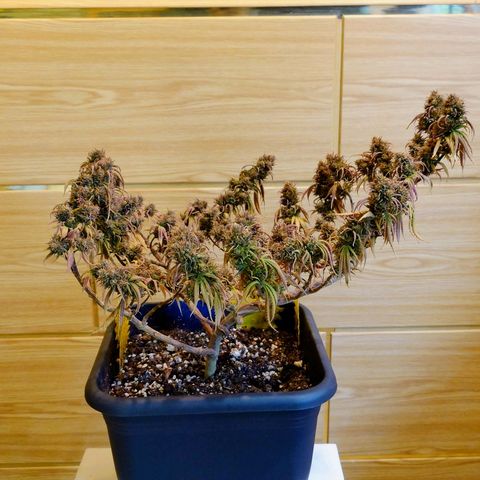 Tatanka Brothers growlog timeline photo