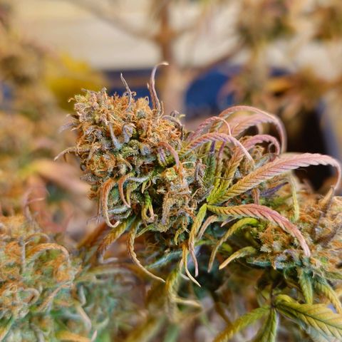 Tatanka Brothers growlog timeline photo