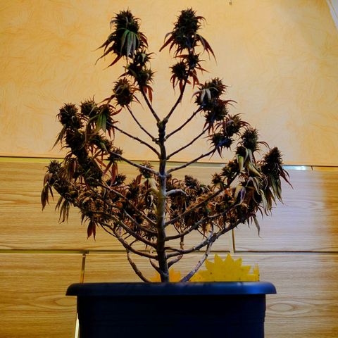 Tatanka Brothers growlog timeline photo