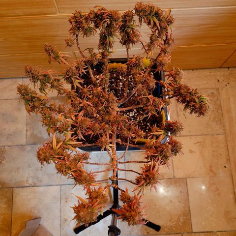 Tatanka Brothers growlog timeline photo