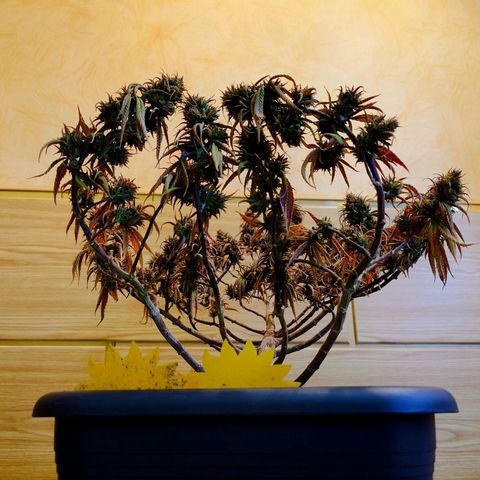 Tatanka Brothers growlog timeline photo