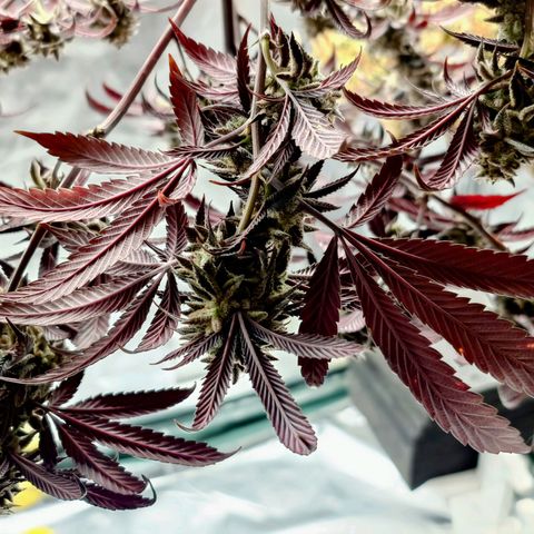 Northern Lights growlog timeline photo