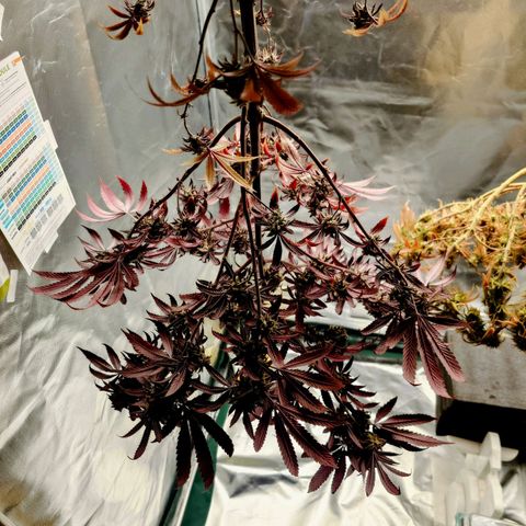 Northern Lights growlog timeline photo