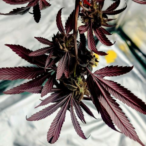 Northern Lights growlog timeline photo