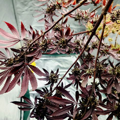 Northern Lights growlog timeline photo