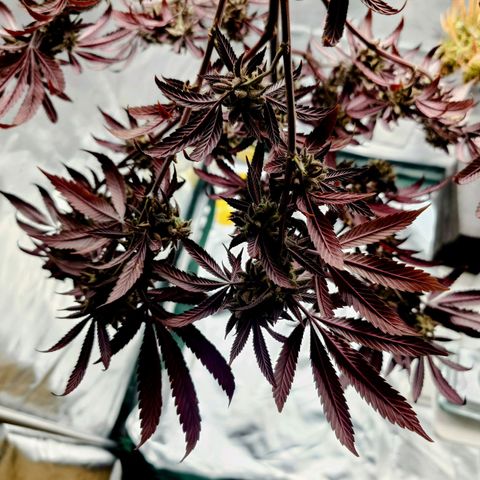 Northern Lights growlog timeline photo