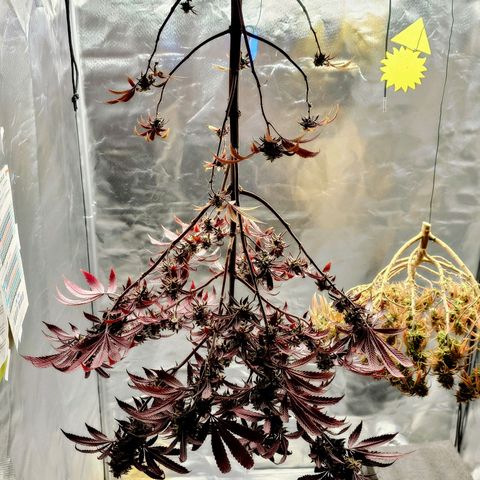 Northern Lights growlog timeline photo