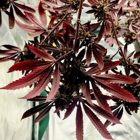 Northern Lights growlog timeline photo