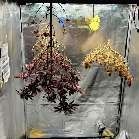 Tatanka Brothers growlog timeline photo