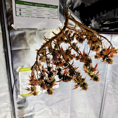 Tatanka Brothers growlog timeline photo