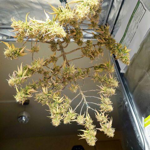 Tatanka Brothers growlog timeline photo