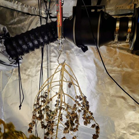 Tatanka Brothers growlog timeline photo