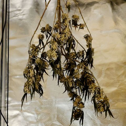 Northern Lights growlog timeline photo