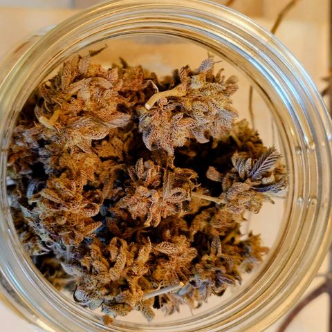 Northern Lights growlog timeline photo