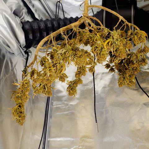 Tatanka Brothers growlog timeline photo
