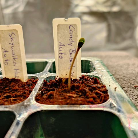 Auto Candy Bubatz XL growlog timeline photo