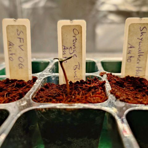 Auto Orange Bud growlog timeline photo