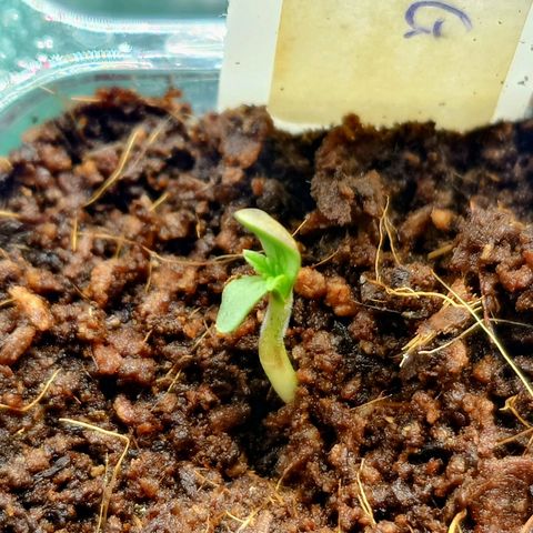 Auto SFV OG growlog timeline photo