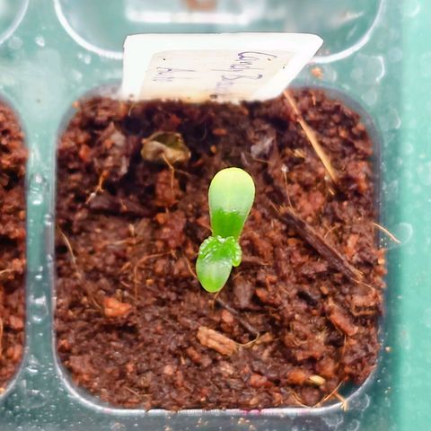Auto Candy Bubatz XL growlog timeline photo