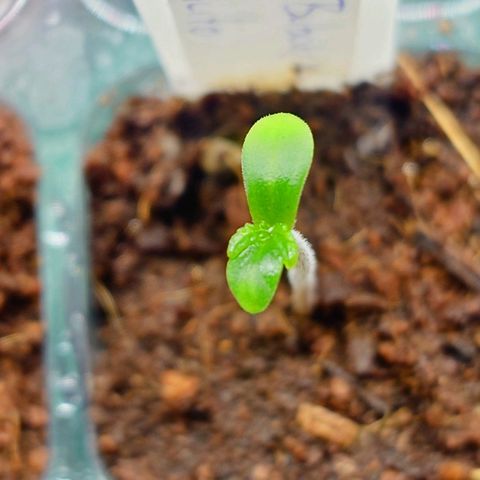 Auto Candy Bubatz XL growlog timeline photo