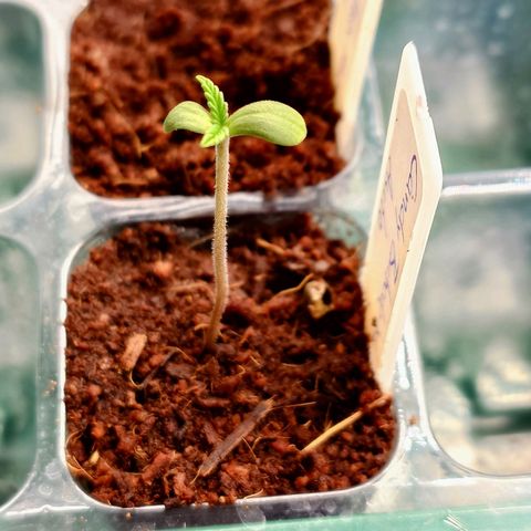 Auto Candy Bubatz XL growlog timeline photo