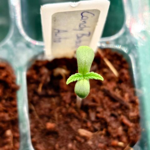 Auto Candy Bubatz XL growlog timeline photo