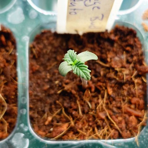 Auto Orange Bud growlog timeline photo